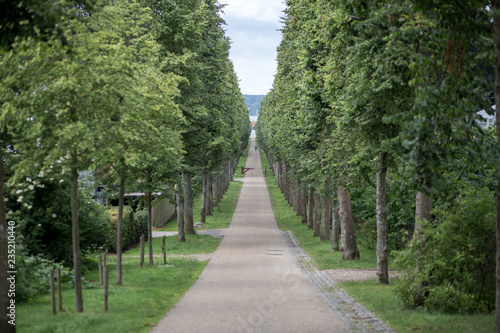 Tree alley at Fredensborg Palace, Denmark