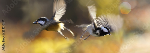 In flight, two coal tit, one of which keeps a seed in its beak ...