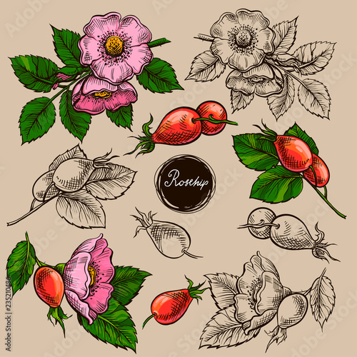 Vector set of rosehip s flowers, hand drawn illustration of wild roses