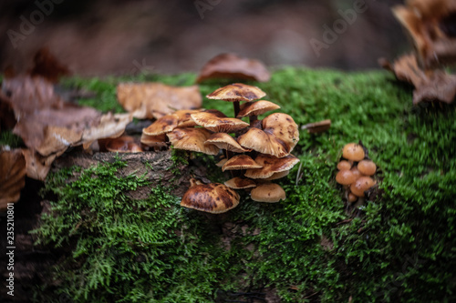 Mushrooms on a tree trunk