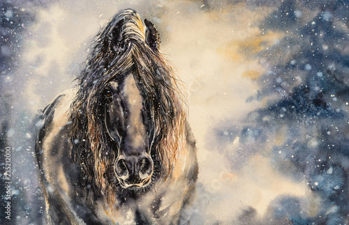 Black horse in winter day.P...