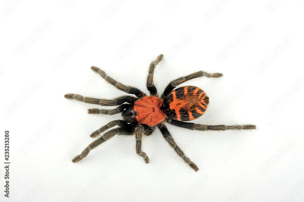 Rote Tigervogelspinne (Cyclosternum fasciatum) - Costa Rican tiger rump