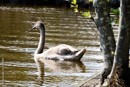 swan on lake, river, nature, wildlife, water © Austin