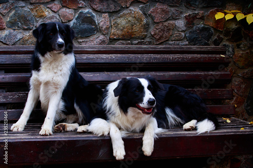 Two dogs Border Collie © deviddo