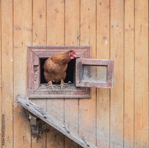 chicken comes out of the chicken coop
