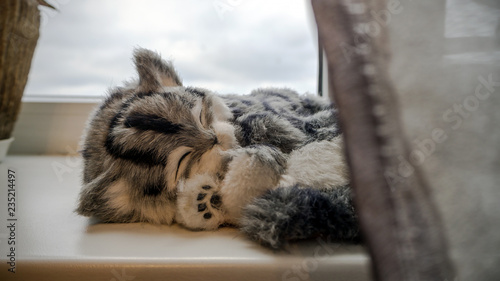 Gray Striped purebred cat near the window