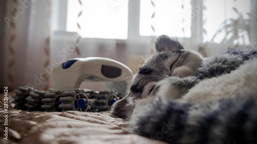 Gray Striped purebred cat, plastic massager