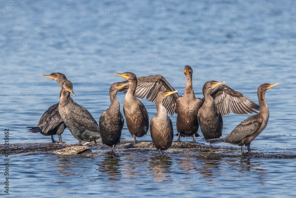 Obraz premium Cormorant shoals