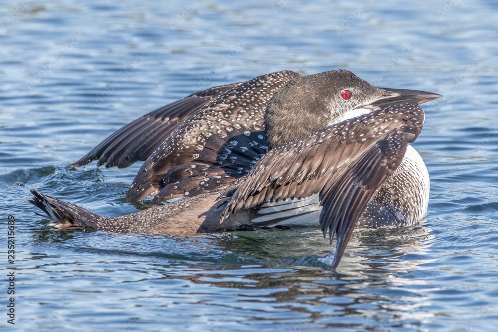 Obraz premium Blue water loon