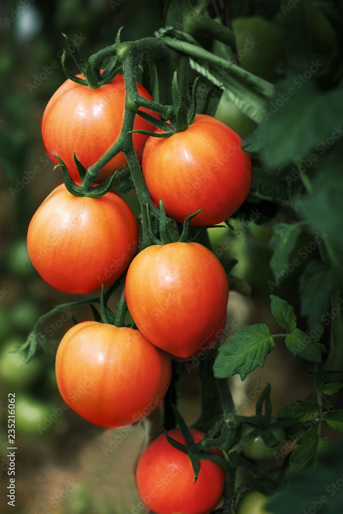 tomatoes in a garden