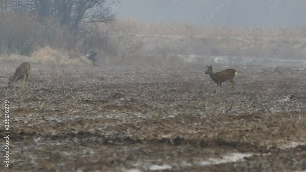 Beautiful roe deers in morning light, Beautiful roe deers in morning light,