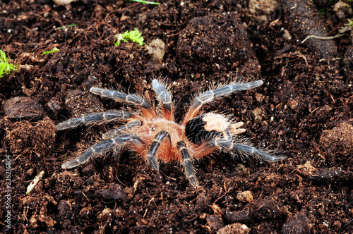 Bolivianische Zwergvogelspinne (Cyriocosmus perezmilesi) - Bolivian Dwarf Beauty photo