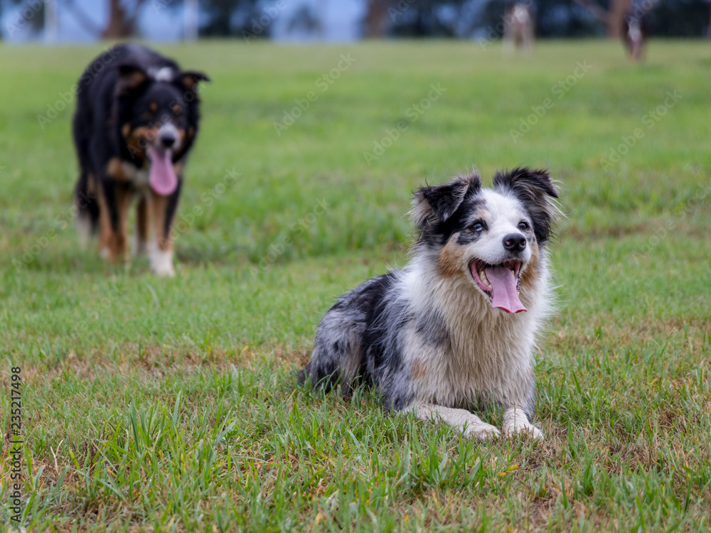 Two Border Collie Dogs Two Border Collie Dogs