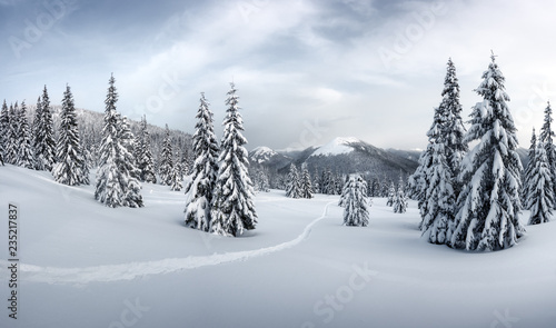 Fantastic winter landscape with snowy trees. Carpathian mountains, Ukraine, Europe. Christmas holiday concept