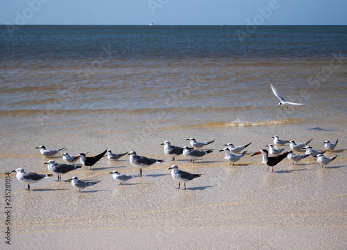 Two of these birds are not like the others © Martha Fernandez