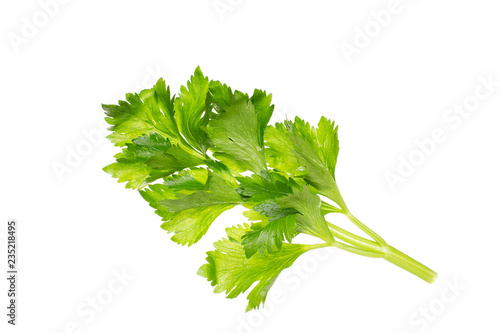 Fresh celery sprig isolated on white background. Apium graveolens. Antiseptic of the urinary system, Anti rheumatic photo