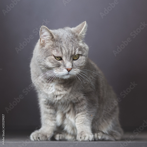 Gray elderly cat on a blurred background.