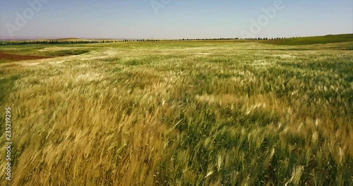Aerial view of field of wheat and there is wind