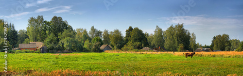 Panorama of a summer landscape with a village and a cow