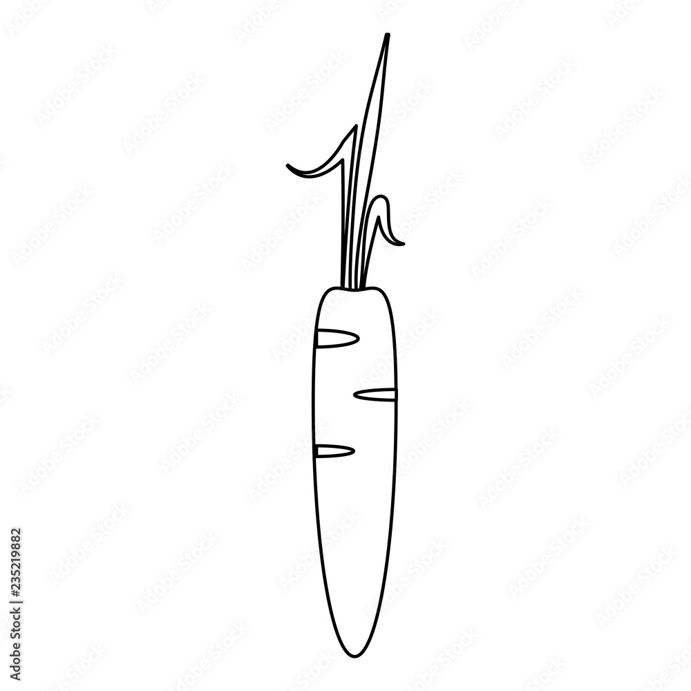 Carrot fresh vegetable in black and white Carrot fresh vegetable in black and white