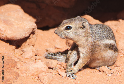 Ground Critters