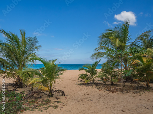 A sandy path through young palm trees leads to a broad Caribbean beach on a sunny day in Puerto Rico.