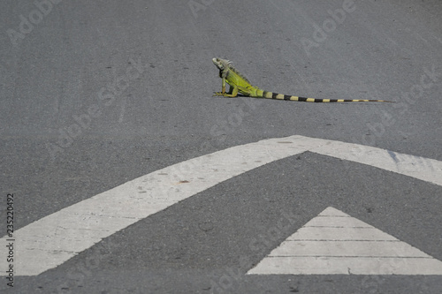 Pavement markings point to an insolent green iguana in the middle of a road.