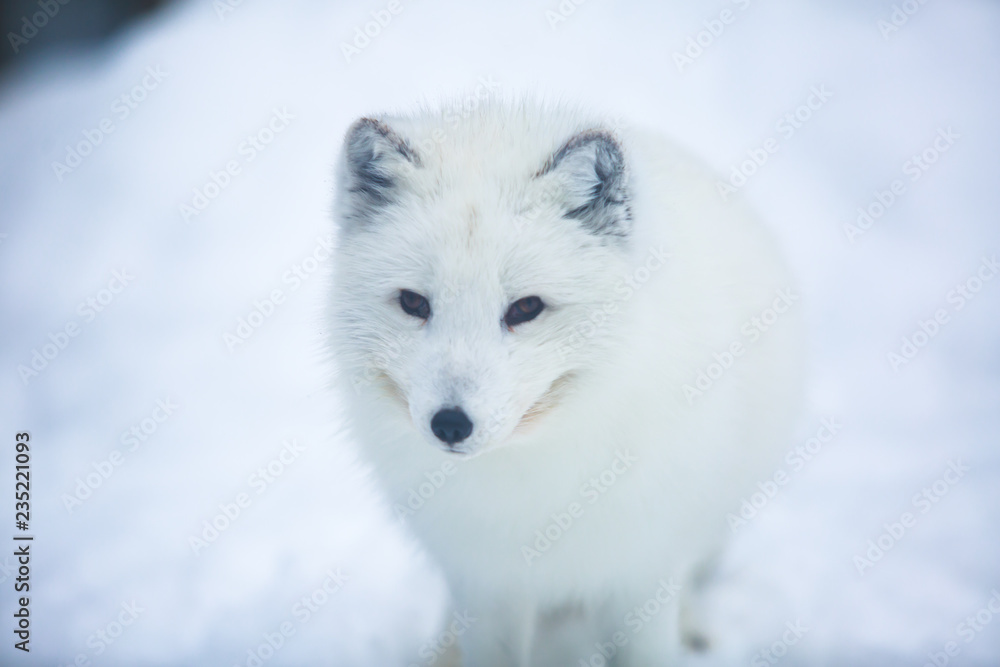 Close up portrait view of Arctic Fox in Finland, Lapland, near Rovaniemi