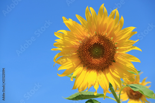 Fototapeta Naklejka Na Ścianę i Meble -  Vibrant Yellow Sunflower Against Vivid Blue Sky with Free Space for Text or Design 