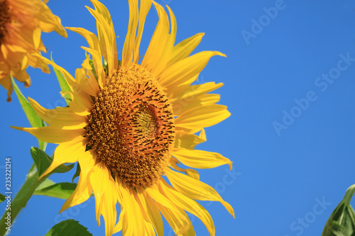 Fototapeta Naklejka Na Ścianę i Meble -  Vibrant Yellow Sunflower Against Vivid Blue Sky with Free Space for Text or Design 