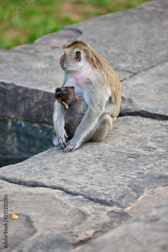 A long-tailed macaque monkey   nursing her child near Angkor Wat  Cambodia in the background is a green blurred landscape