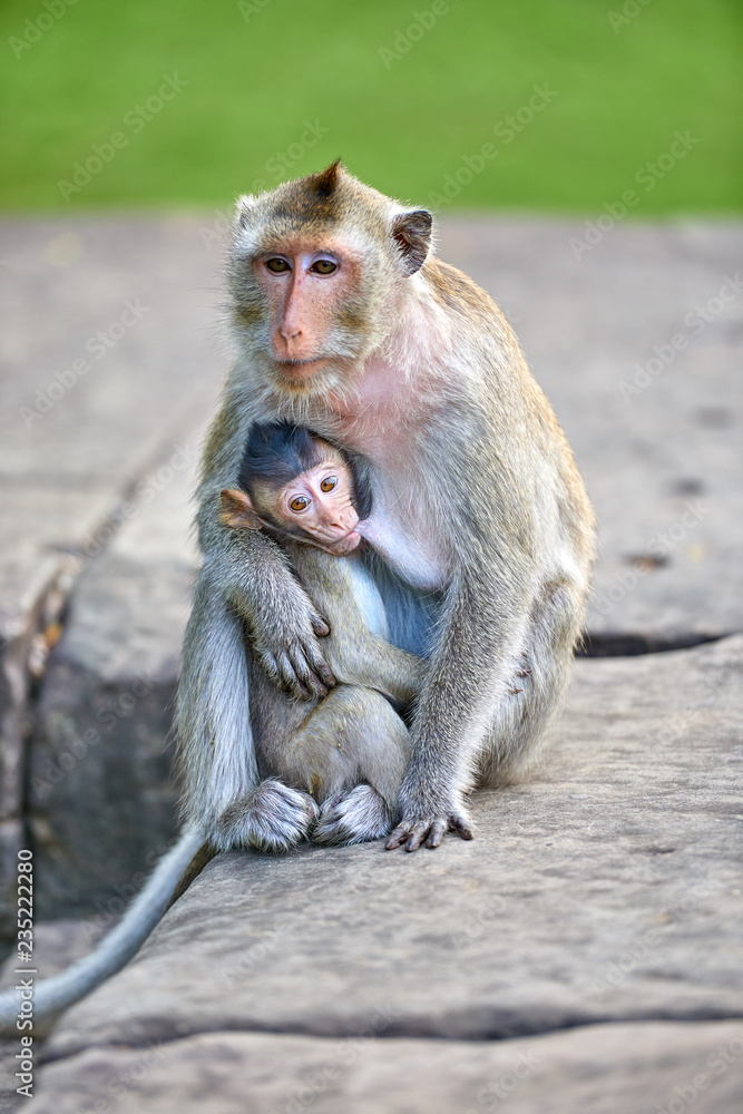 A long-tailed macaque monkey , nursing her child near Angkor Wat, Cambodia in the background is a green blurred landscape A long-tailed macaque monkey , nursing her child near Angkor Wat, Cambodia in the background is a green blurred landscape