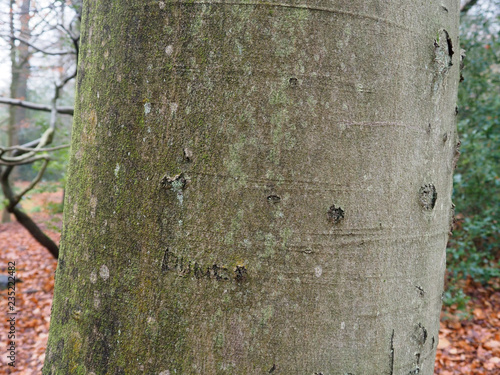 Принти на полотні Common beech tree, Fagus sylvatica