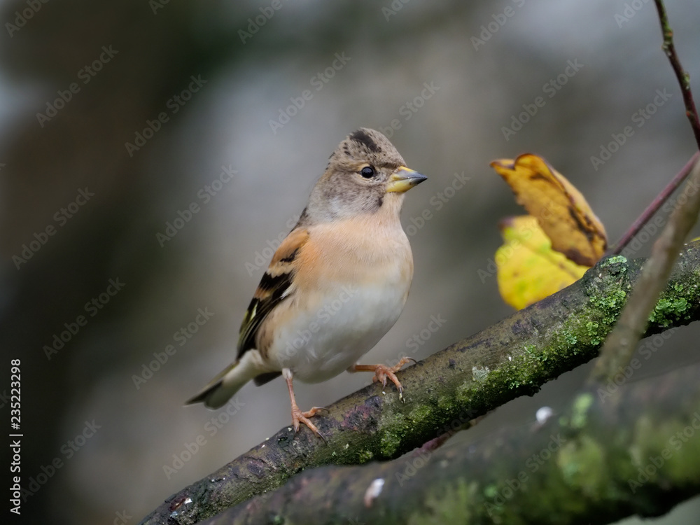 Brambling, Fringilla montifringilla Brambling, Fringilla montifringilla