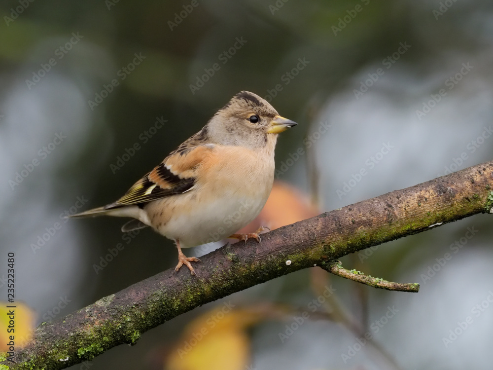 Brambling, Fringilla montifringilla Brambling, Fringilla montifringilla