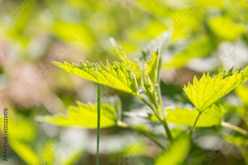 Close up of leaves of green wild nettle