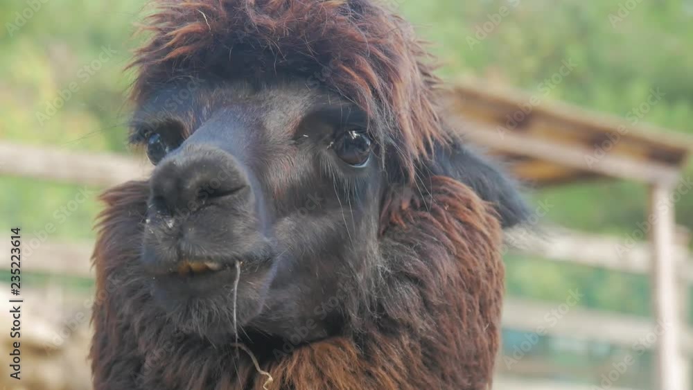 Lama looks into the camera. Funny llama animal chews. Close up portrait. Lama looks into the camera. Funny llama animal chews. Close up portrait.