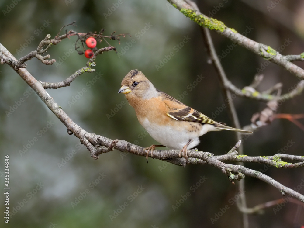 Brambling, Fringilla montifringilla Brambling, Fringilla montifringilla