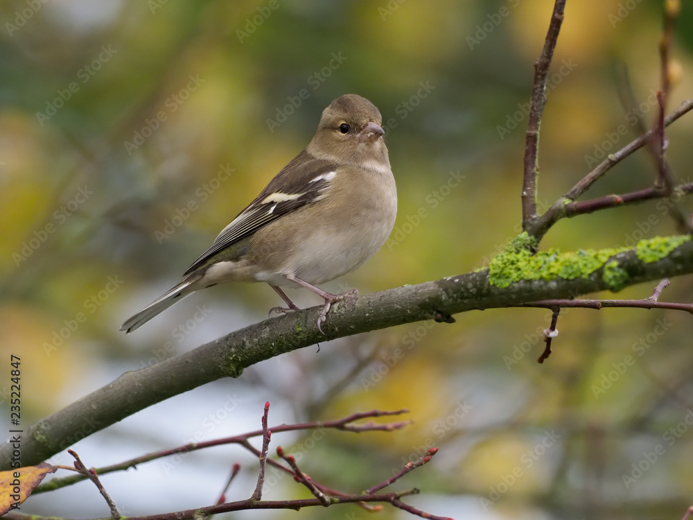 Chaffinch, Fringilla coelebs Chaffinch, Fringilla coelebs