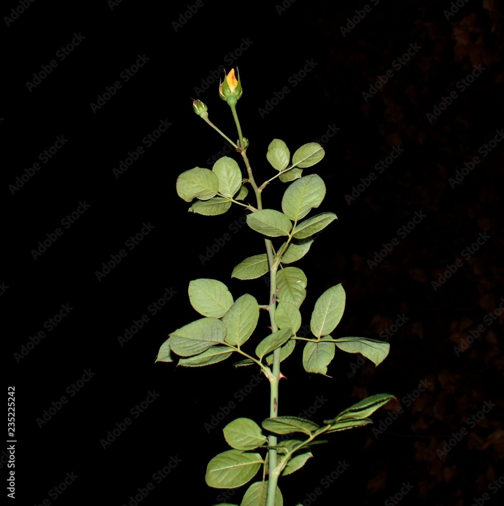Obraz premium flowers on black background