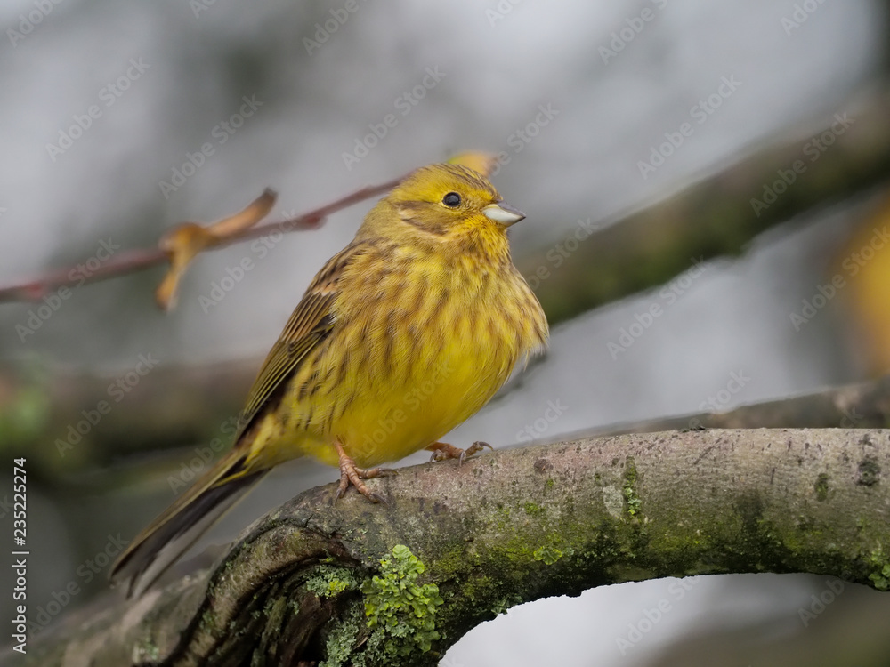 Yellowhammer, Emberiza citrinella Yellowhammer, Emberiza citrinella