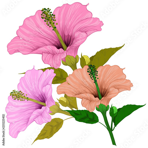 Vector. Hibiscus - flowers and buds.  Perfume and cosmetic plants. Wallpaper. Decorative composition. Use printed materials, signs, posters, postcards, packaging.