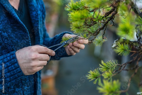 Young man pruning japanese bonsai tree.