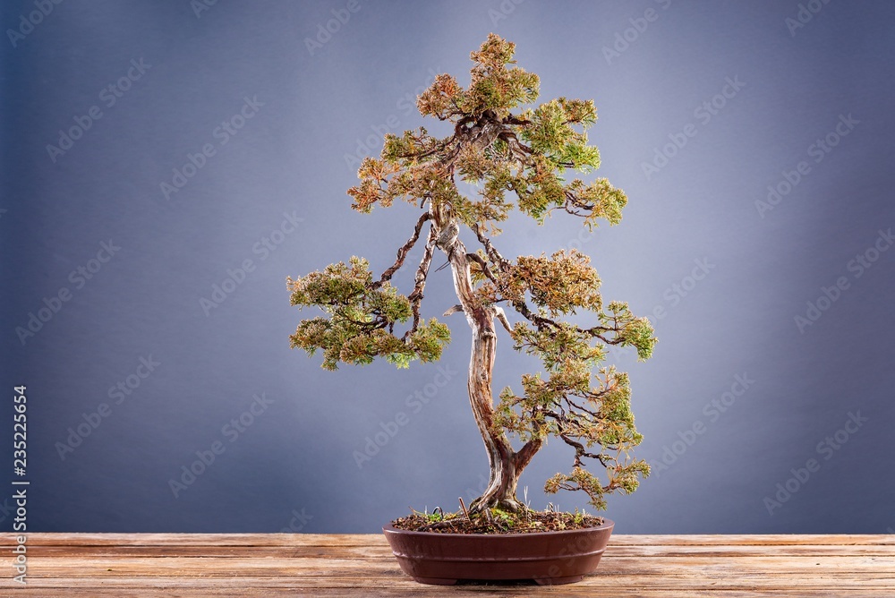 Japanese bonsai tree in pot on grey background. Japanese bonsai tree in pot on grey background.
