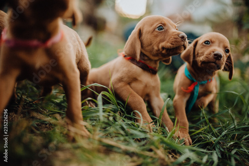 portrait of three cute puppy Hungarian pointing dog, vizsla stay on grass. brown background