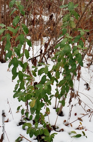 Japanese Honeysuckle in winter