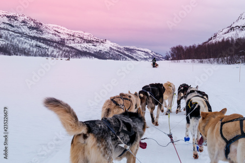 Canvas Print Husky time with very active movements in snow and polar ice environment