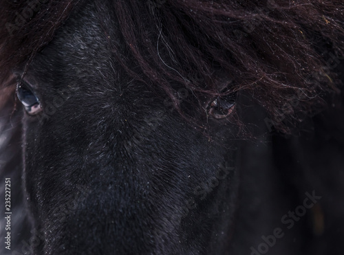 Close portrait of a gray pony