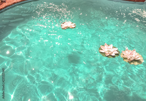 water lily