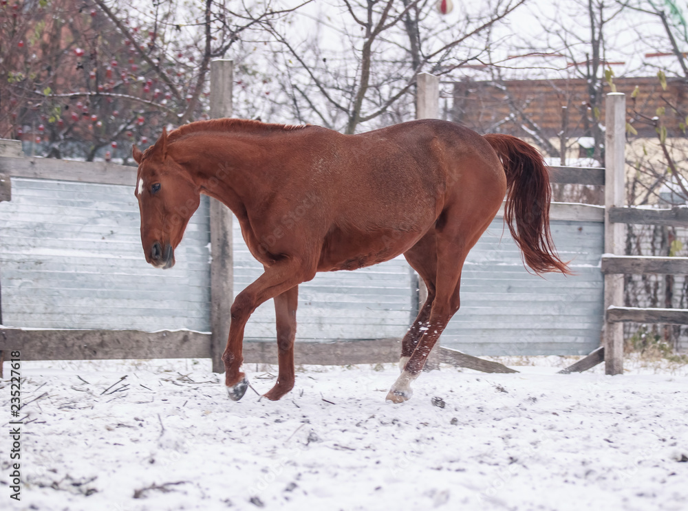 Red horse walks in snow covered pen in winter Red horse walks in snow covered pen in winter